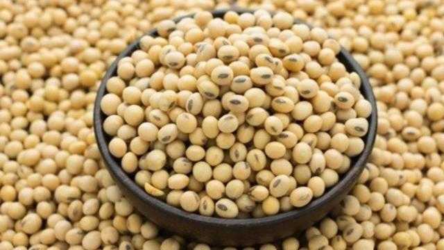 ارتفاع عقود بذرة الصويا عند تسوية تداولات بورصة شيكاغو اليوم