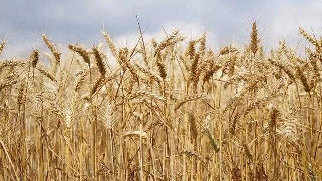 الهيئة العامة للسلع التموينية تعلن عن مناقصة عالمية لاستيراد القمح