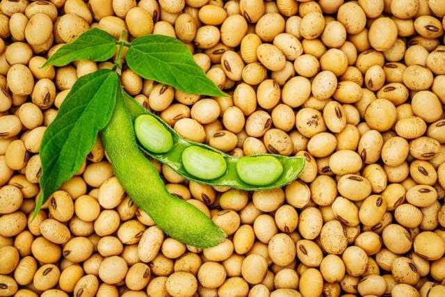 العقود الآجلة لبذرة الصويا تواصل الهبوط بنهاية تداولات شيكاغو