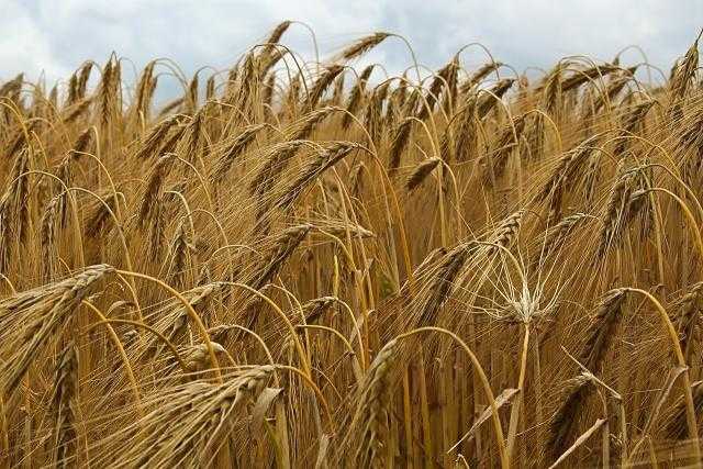 مصر ضمن أكبر الدول استيرادًا للمنتجات الزراعية الأوكرانية