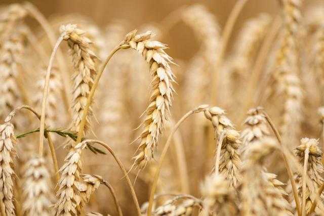 العقود الآجلة للقمح تعاود خسائرها ببداية تداولات بورصة شيكاغو اليوم