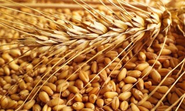 عقود القمح الآجلة تختتم تداولات شيكاغو بتراجع طفيف