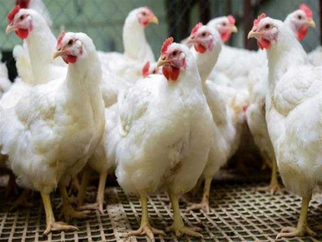 أسعار الدواجن تستقر بالسوق المحلي اليوم الجمعة8-10-2021