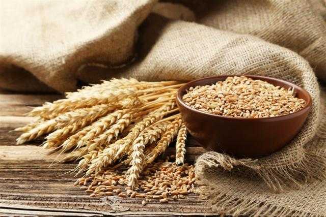 بعد ارتفاع الأمس.. أسعار القمح تستقر في السوق المحلي اليوم