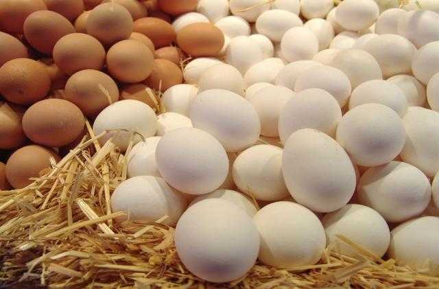 تعرف على أسعار البيض بالمزرعة اليوم الأربعاء