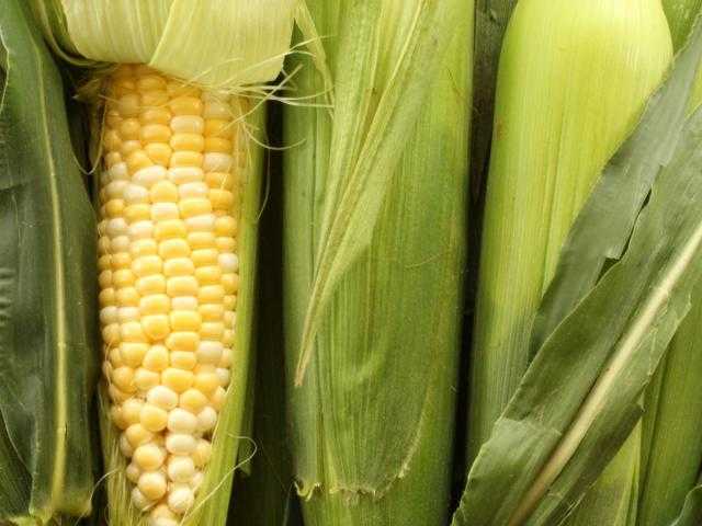 توقعات بانخفاض جودة محاصيل الذرة في الصين بسبب الأمطار