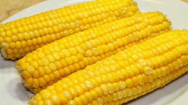 هبوط الذرة في بداية تداولات اليوم ببورصة شيكاغو التجارية