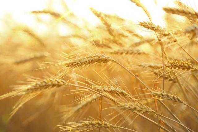 50 جنيهًا ارتفاعًا في أسعار القمح اليوم الإثنين 11 أكتوبر 2021 بالسوق المحلي