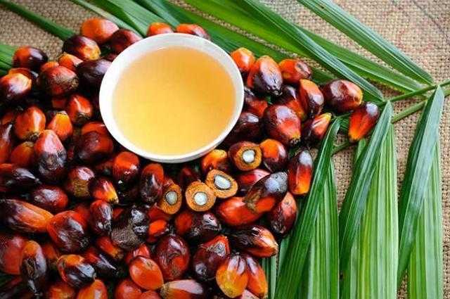 العقود الآجلة لزيت النخيل ترتفع 5 دولارات في بورصة ماليزيا