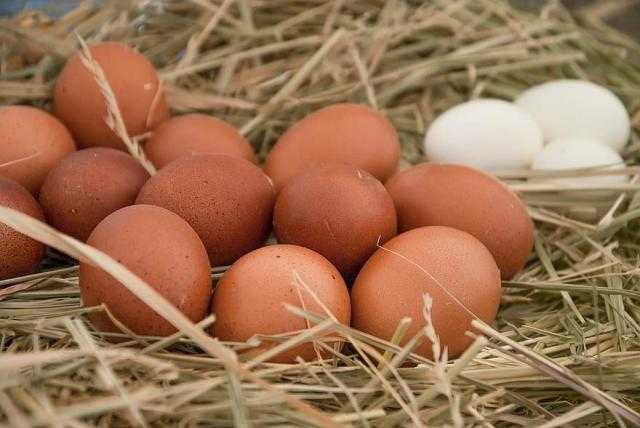 تعرف على أسعار البيض الأحمر والبلدي للمستهلك اليوم الخميس