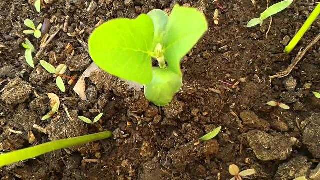 العقود الآجلة لفول الصويا تهبط في افتتاح جلسة بورصة شيكاغو