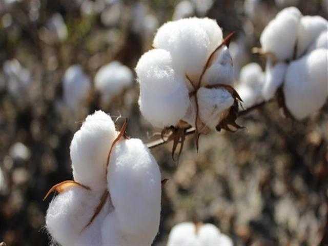 محافظ دمياط يبحث سُبل دعم زراعة القطن بكفر سعد ضمن مخطط تطوير الريف