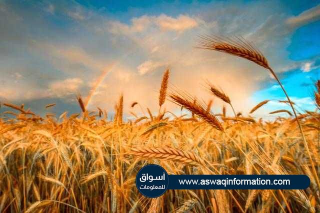 ارتفاع أسعار القمح وسط مخاوف الإمدادات العالمية والطلب القوي ببداية التداولات
