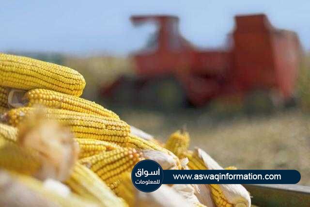 العقود الآجلة للذرة ترتفع في بداية تداولات بورصة شيكاغو اليوم الخميس