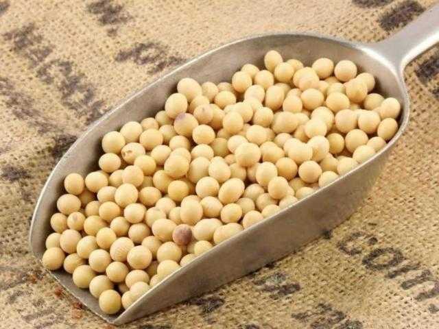 انتعاش العقود الآجلة لفول الصويا بافتتاح تداولات بورصة شيكاغو
