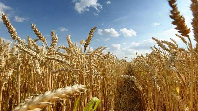 العقود الآجلة للقمح ترتفع بافتتاح جلسة بورصة شيكاغو اليوم