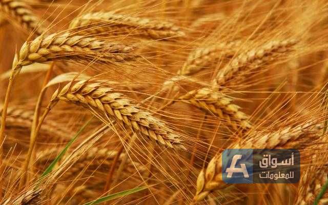 العقود الآجلة للقمح تنخفض بافتتاح جلسة بورصة شيكاغو اليوم