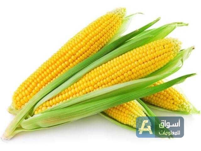 العقود الآجلة للذرة تنخفض بافتتاح جلسة بورصة شيكاغو اليوم
