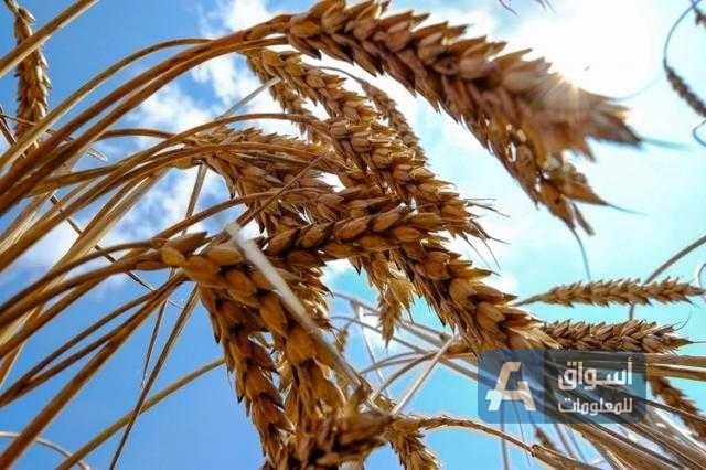 القمح يرتفع 2% في بداية التعاملات إثر عمليات البيع الكثيفة أمس