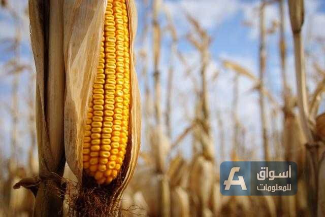العقود الآجلة للذرة ترتفع مدعومة بالطلب العالمي السريع في أسواق الغذاء