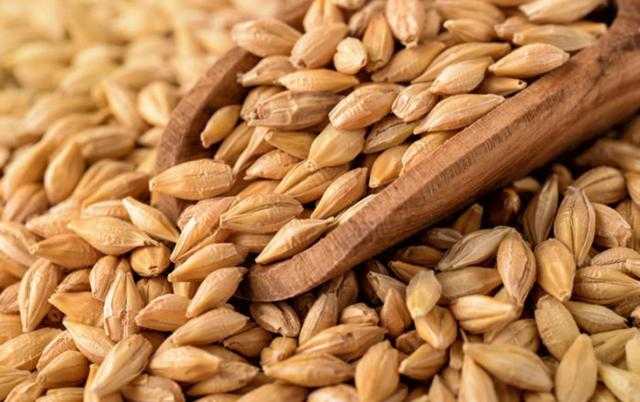 مجلس الحبوب التركي يشتري 50 ألف طن من الشعير