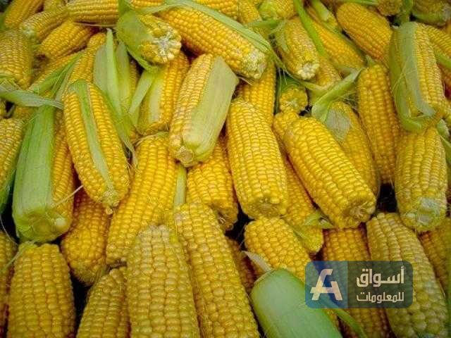 العقود الآجلة للذرة الأمريكية ترتفع ببداية التداولات بدعم من إنتاج الإيثانول