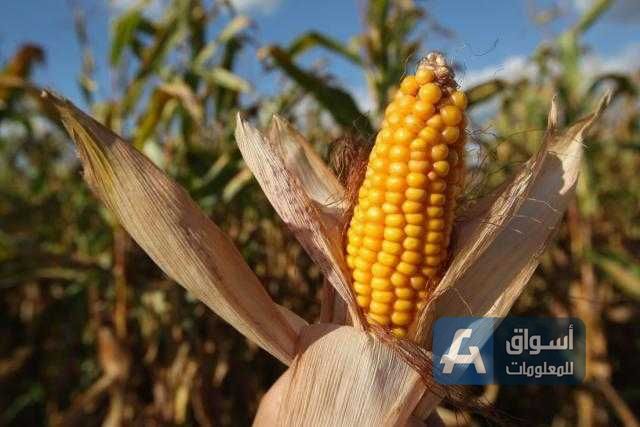العقود الآجلة للذرة تغلق علي ارتفاع 1% بنهاية تداولات اليوم ببورصة شيكاغو