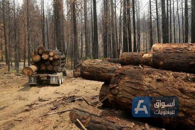 قادة العالم تتعهد بإنهاء إزالة الغابات بحلول عام 2030