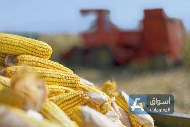 الذرة الأمريكية تعود إلى الصعود ببداية تداولات اليوم الخميس
