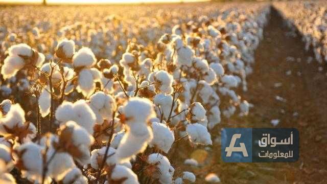 ارتفاع أسعار القطن المصري بأكثر من 160% عن الموسم الماضي