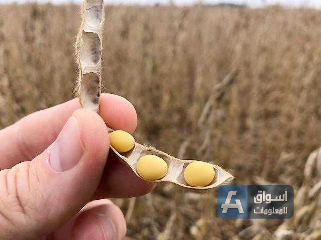 فول الصويا البرازيلية أكثر قدرة على المنافسة مع نظيراتها الأمريكية