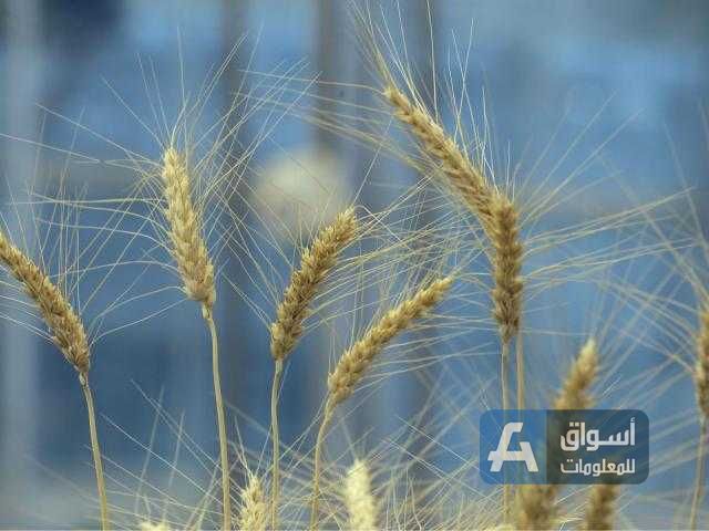 البرازيل توافق على إستيراد دقيق القمح الأرجنتيني المعدل وراثيًا