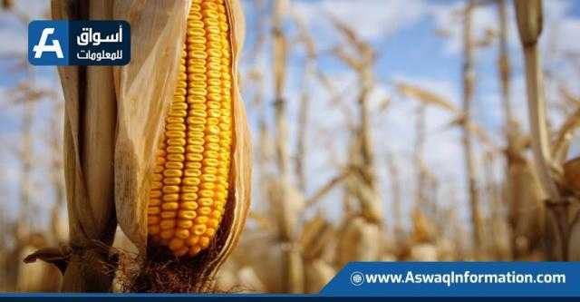 تباين عقود الذرة الآجلة بإغلاقات بورصة شيكاغو وسط طلب غير مؤكد من الصين