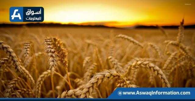 صفقات الشراء تدعم ارتفاع أسعار القمح ببورصة شيكاغو اليوم الأربعاء