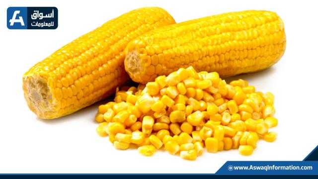 انخفاض عقود الذرة الآجلة في بورصة شيكاغو بدعم المحصول الأرجنتيني الجيد