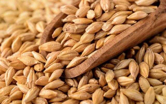 ارتفاع رسوم تصدير القمح والشعير الروسي