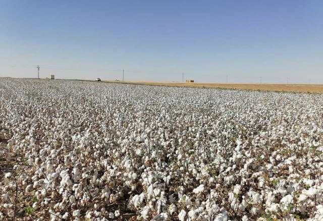 «قطاع الأعمال»: نجاح تجربة زراعة القطن قصير التيلة بشرق العوينات لموسم 2021