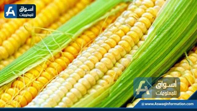 عقود الذرة تفتتح جلسة تداولات الجمعة على انخفاض