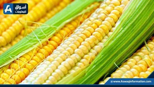 العقود الآجلة للذرة تغلق على انخفاض في بورصة شيكاغو