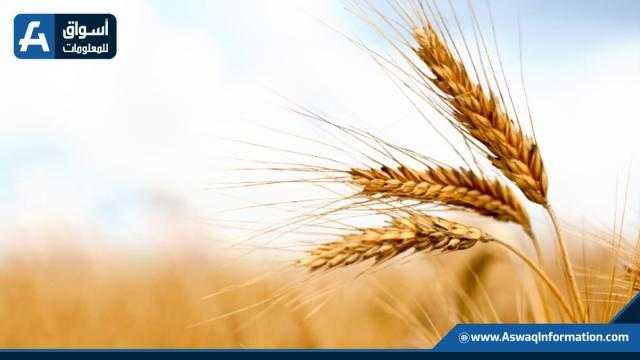 عقود القمح ترتفع بمقدار 4.75 سنت في بورصة شيكاغو عند الإغلاق