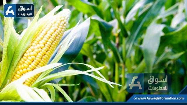 ارتفاع عقود الذرة الأجلة بنسبة 1.5% بافتتاح تداولات اليوم