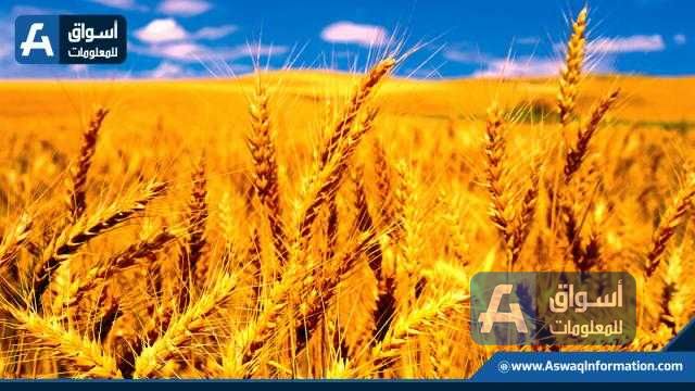 عقود القمح تقفز بأكثر من 1.8% في بداية تداولات الخميس