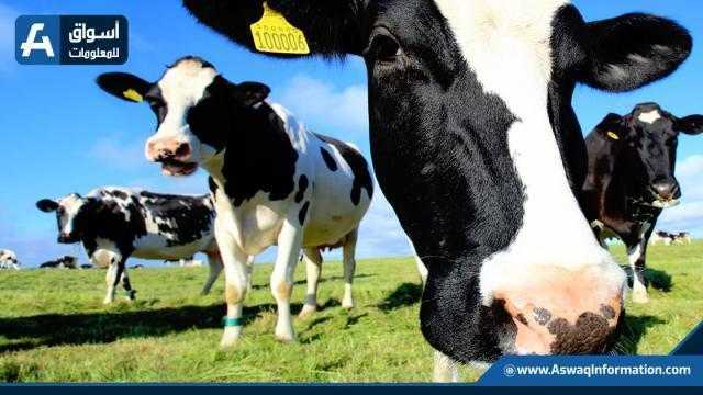أسعار اللحوم بالمزرعة اليوم