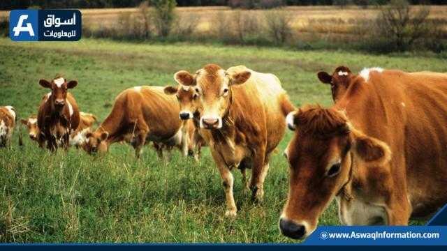 أسعار اللحوم الحمراء بالمزرعة اليوم