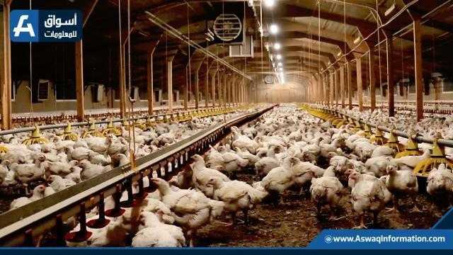انخفاض أسعار الدواجن البيضاء اليوم بالمزرعة