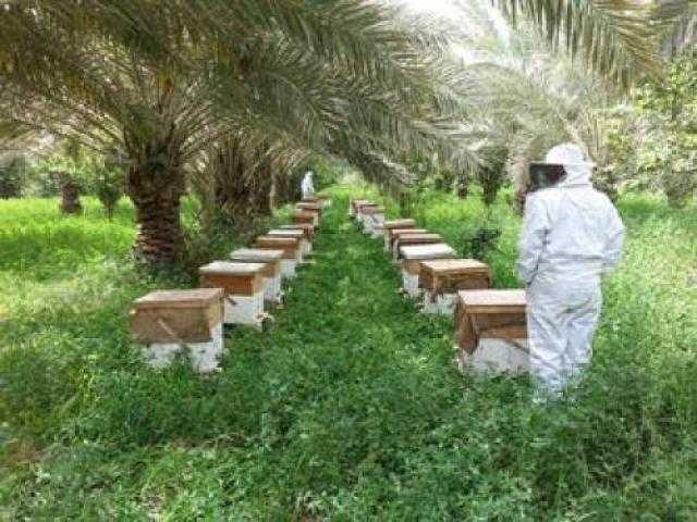 بروتوكول تعاون بين «الريف المصري» و«النحالين العرب» لدعم مشروع المليون ونص فدان