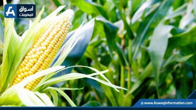 العقود الآجلة للذرة ترتفع ببداية التداولات في بورصة شيكاغو