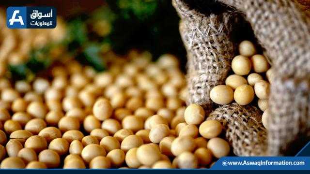 بذرة الصويا ترتفع ببداية تداولات الأربعاء في بورصة شيكاغو