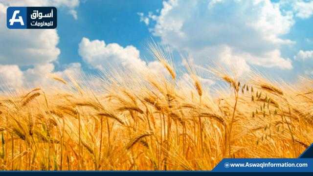 الهيئة العامة للسلع التموينية تعلن عن مناقصة عالمية لتوريد القمح