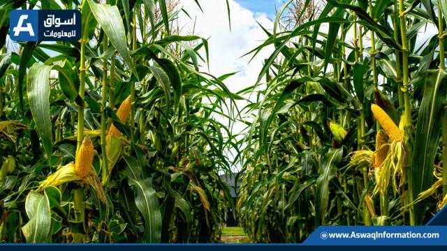 عقود الذرة تغلق على ارتفاع في بورصة شيكاغو